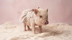 Mini Pigs as Pets: What You Need to Know Before Buying a ‘Miniature Pig’