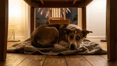 Is Your Dog Panicking Because of Fireworks and Firecrackers? A Complete Guide for Owners